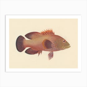 Unidentified Fish, Luigi Balugani 4 Art Print
