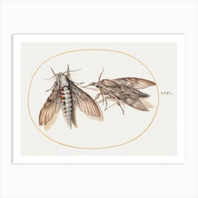 Two Hawk Moths (1575–1580), Joris Hoefnagel Art Print