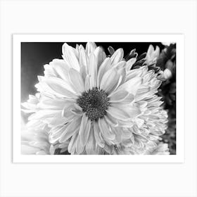 Black And White Daisies -Photography Art Print