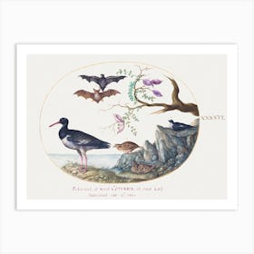 Bats, Quail, And Oystercatcher By The Water (1575–1580), Joris Hoefnagel Art Print