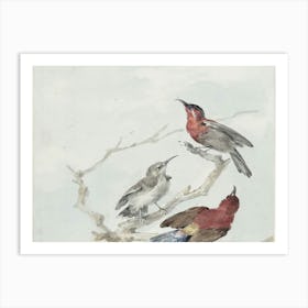 Three Birds Perched On A Branch 2 Art Print