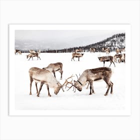 Playing Reindeers In Norway Art Print