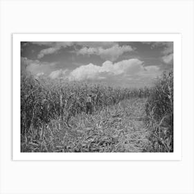 Cornfield, Concho, Arizona By Russell Lee Art Print