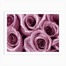 Purple Roses 1 Art Print