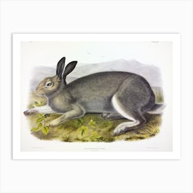Polar Hare, John James Audubon Art Print