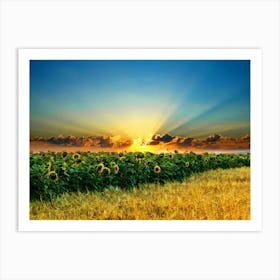 Sunflowers In The Field Art Print