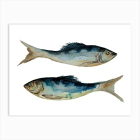 Fish Watercolour 1 Art Print