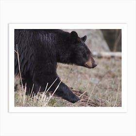 Rustic Black Bear Art Print