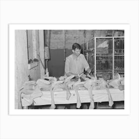Inspecting Picked Turkeys At Cooperative Poultry House, Brownwood, Texas By Russell Lee Art Print