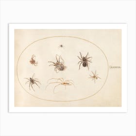 Seven Spiders, Joris Hoefnagel Art Print