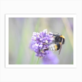 Bee On Lavender 3 Poster