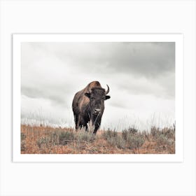 Cloudy Skies Bison Art Print