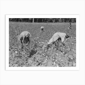 Picking Cotton Near Lehi, Arkansas By Russell Lee Art Print