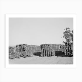 Salinas, California, Stacks Of Duckboards For The Guayule Nursery By Russell Lee Art Print