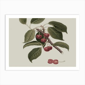 Cherry Branch 1 Art Print