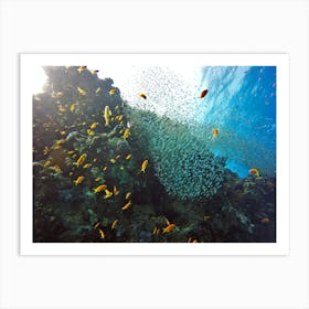 Egyptian Coral Reef Art Print