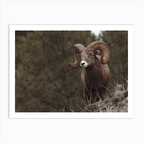 Arizona Forest Bighorn Sheep Art Print