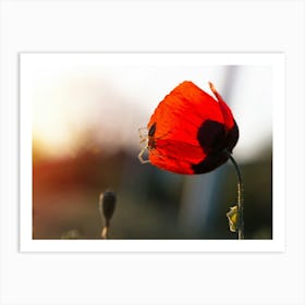 Red Poppy Flower At Sunset Art Print