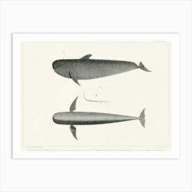 The Blackfish, Charles Melville Scammon Art Print