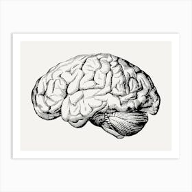 Brain Anatomy Art Print