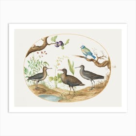 Blue Tit With Three Wading Birds And A Fig Tree (1575 1580), Joris Hoefnagel Art Print