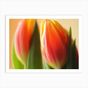 Tulips in red and yellow as close up Art Print