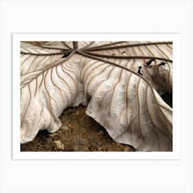 Leaf Abstract Art Print