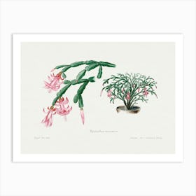 Pink Flower, Familie Der Cacteen Art Print