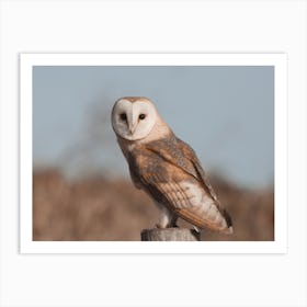 Barn Owl At Dusk Art Print