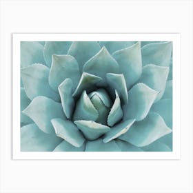 Teal Blue Agave Art Print