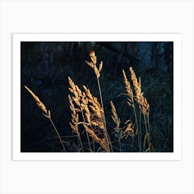 Tall Grasses Art Print