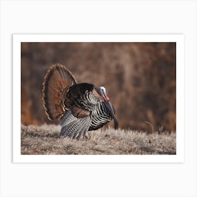 Eastern Wild Turkey In Autumn Art Print