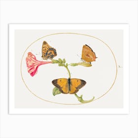 Brown Hairstreak, Silver Washed Fritillary And Clouded Yellow Butterflies On A Four O Clock Flower (1575–1580), Joris Hoefnagel Art Print
