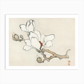 Magnolia 1 Art Print