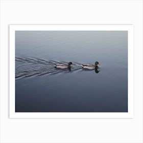 Ducks Swimming Art Print