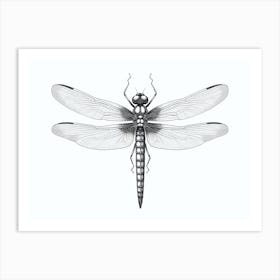  Dragonfly Common Whitetail Plathemis Black And White  Art Print