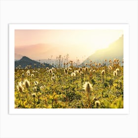 Wildflowers In The Mountains - Mount Rainier National Park Sunset Art Print