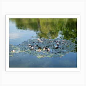 Water lilies and reflection in the calm water Art Print