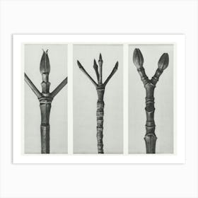 End Of Dogwood Branch , End Of Flowering Dogwood Branch And End Of Maple Tree Branch (1928) , Karl Blossfeldt Art Print