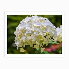 Hydrangea 20190813 06pub Art Print