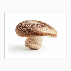Mushroom Isolated On White Art Print