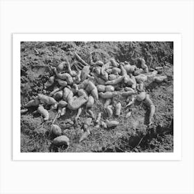 Sweet Potatoes In Field Near Laurel, Mississippi By Russell Lee Art Print