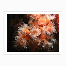 Sea Anemones Art Print