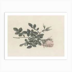 Rose Art Print