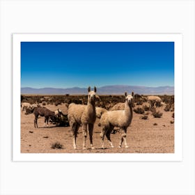 Llamas In The Desert Art Print