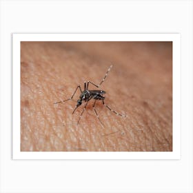 Mosquito On A Human Arm Art Print