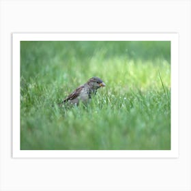 Sparrow In Grass Art Print