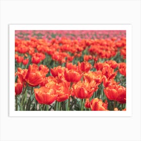 Bold orange tulips with pink tulips in the background - floral dutch summer nature and travel photography by Christa Stroo Photography Art Print