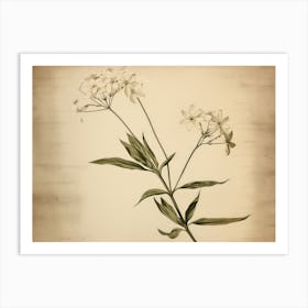 White Vintage Flower Drawing Art Print