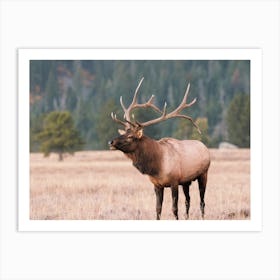 Bugling Elk Art Print